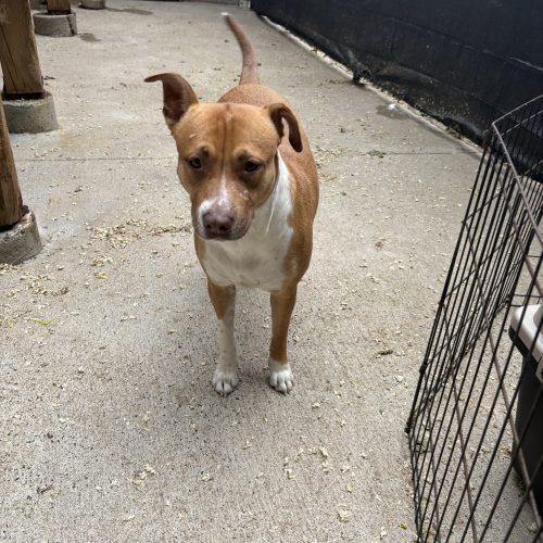 Peaches, a Adoptable mixed breed in Hamden, CT image 5/5