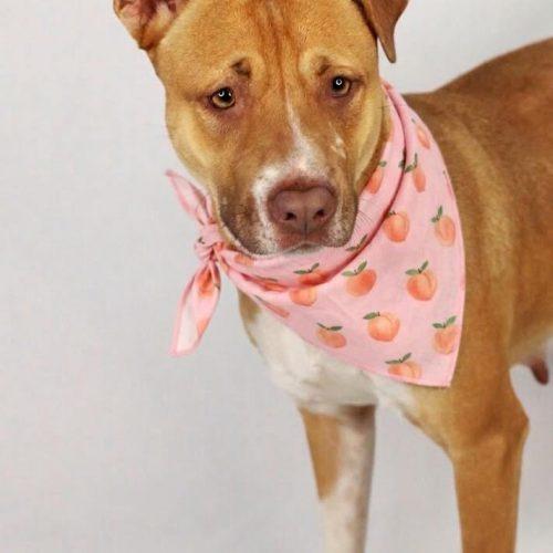 Enlarge Peaches, a Adoptable mixed breed in Hamden, CT image 6/6