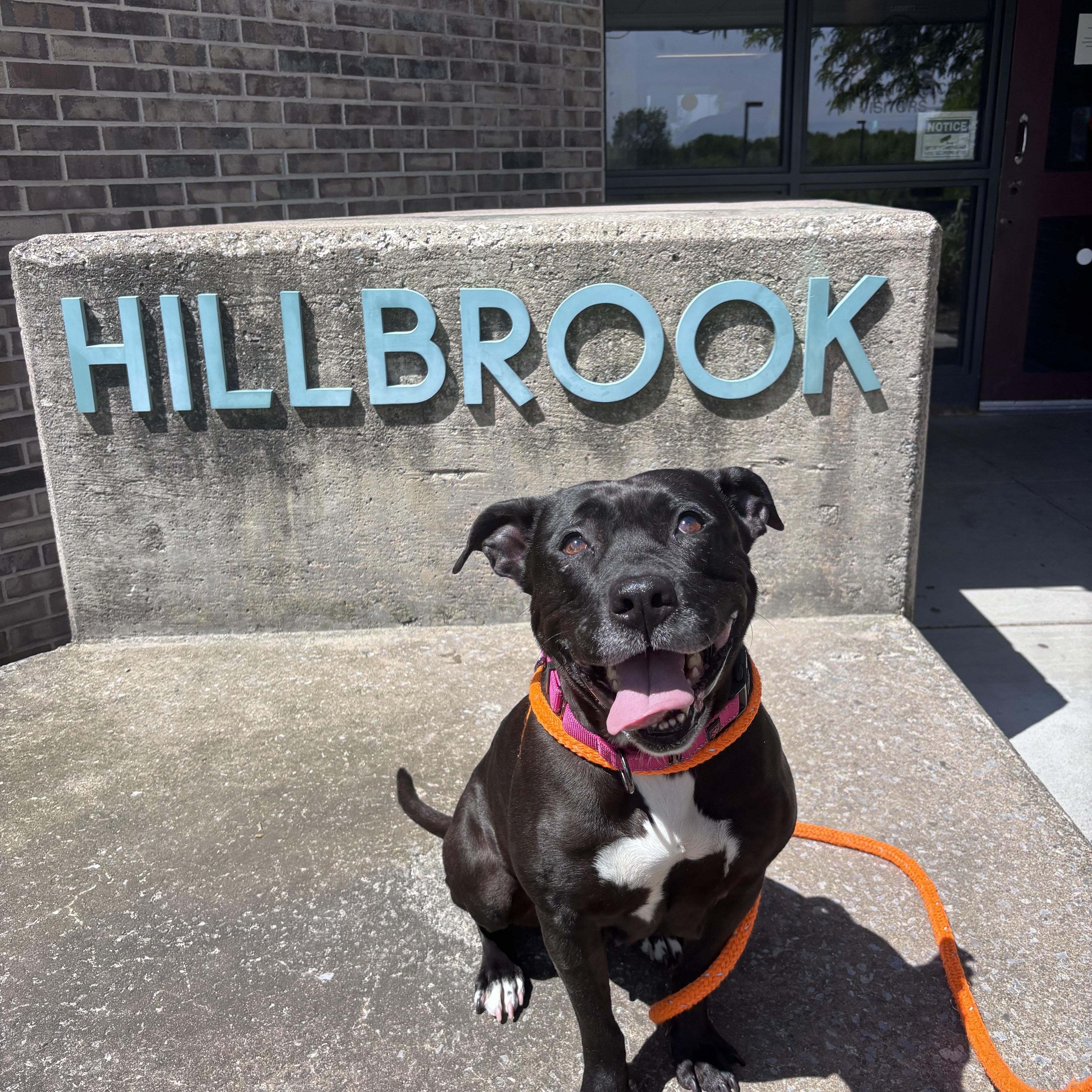 Dottie, a ADOPTABLE mixed breed in Jamesville, NY image 1/4