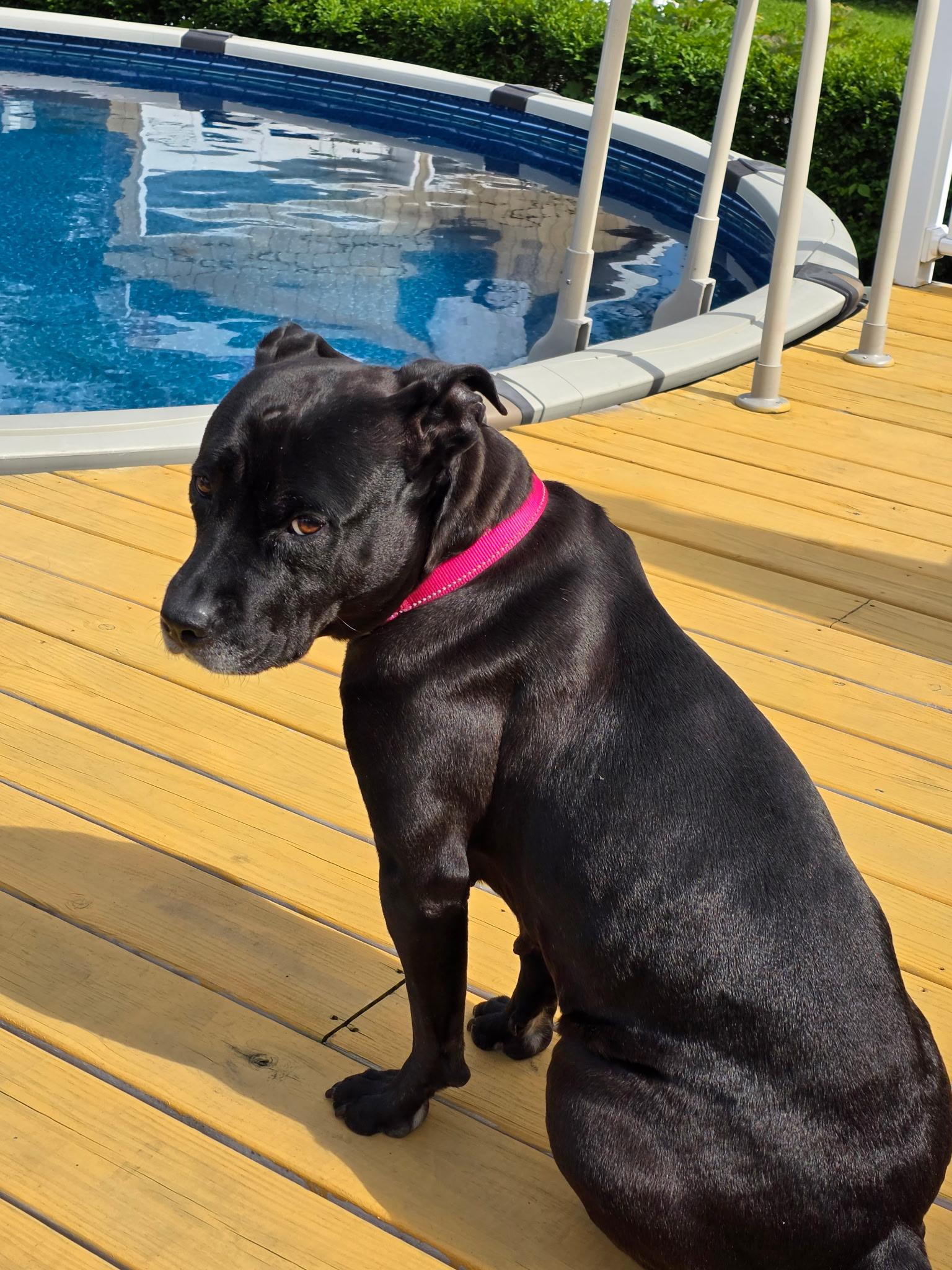 Dottie, a ADOPTABLE mixed breed in Jamesville, NY image 2/4