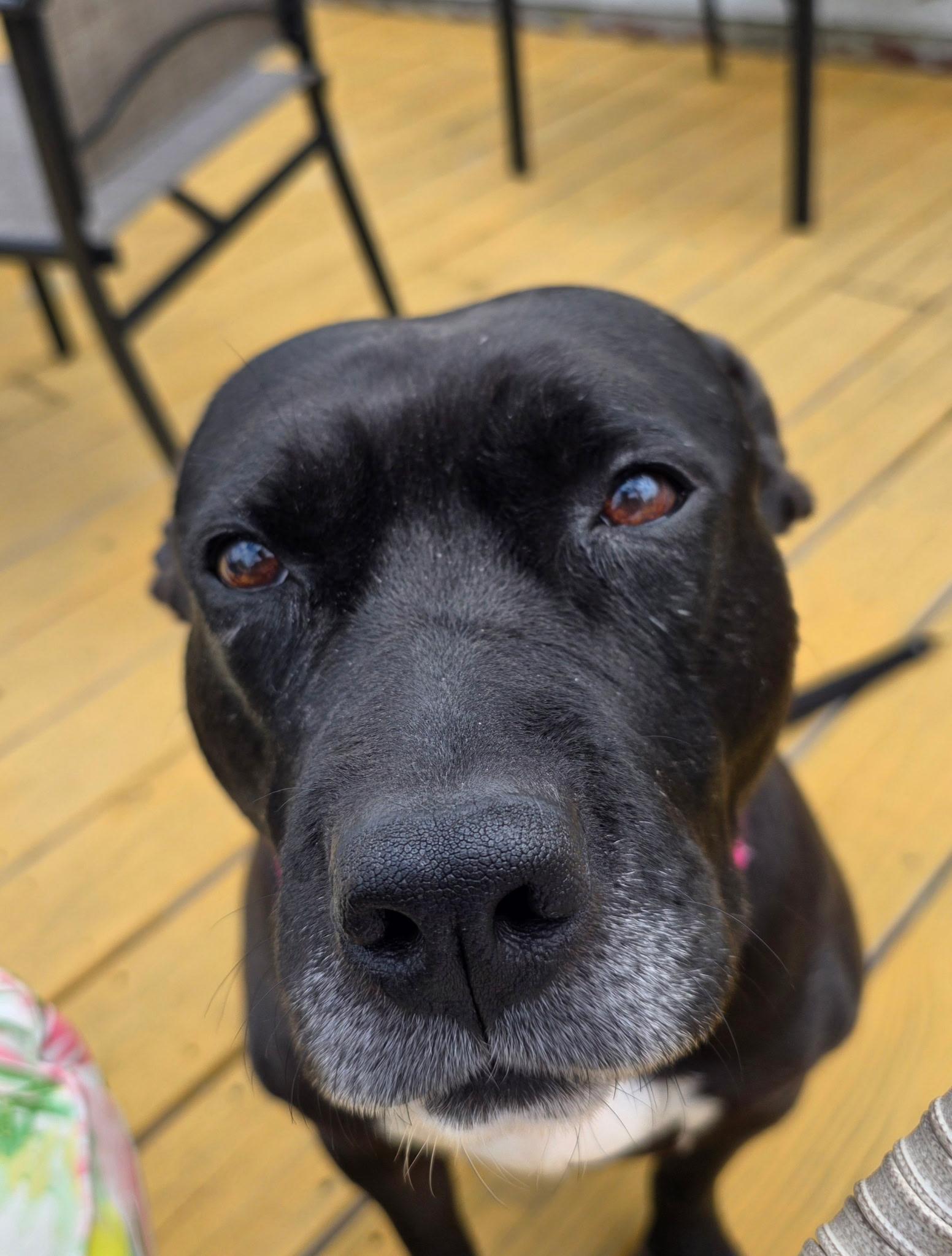 Dottie, a ADOPTABLE mixed breed in Jamesville, NY image 3/4