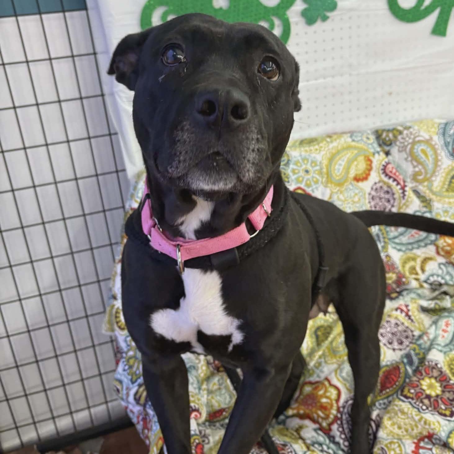 Dottie, a ADOPTABLE mixed breed in Jamesville, NY image 2/5
