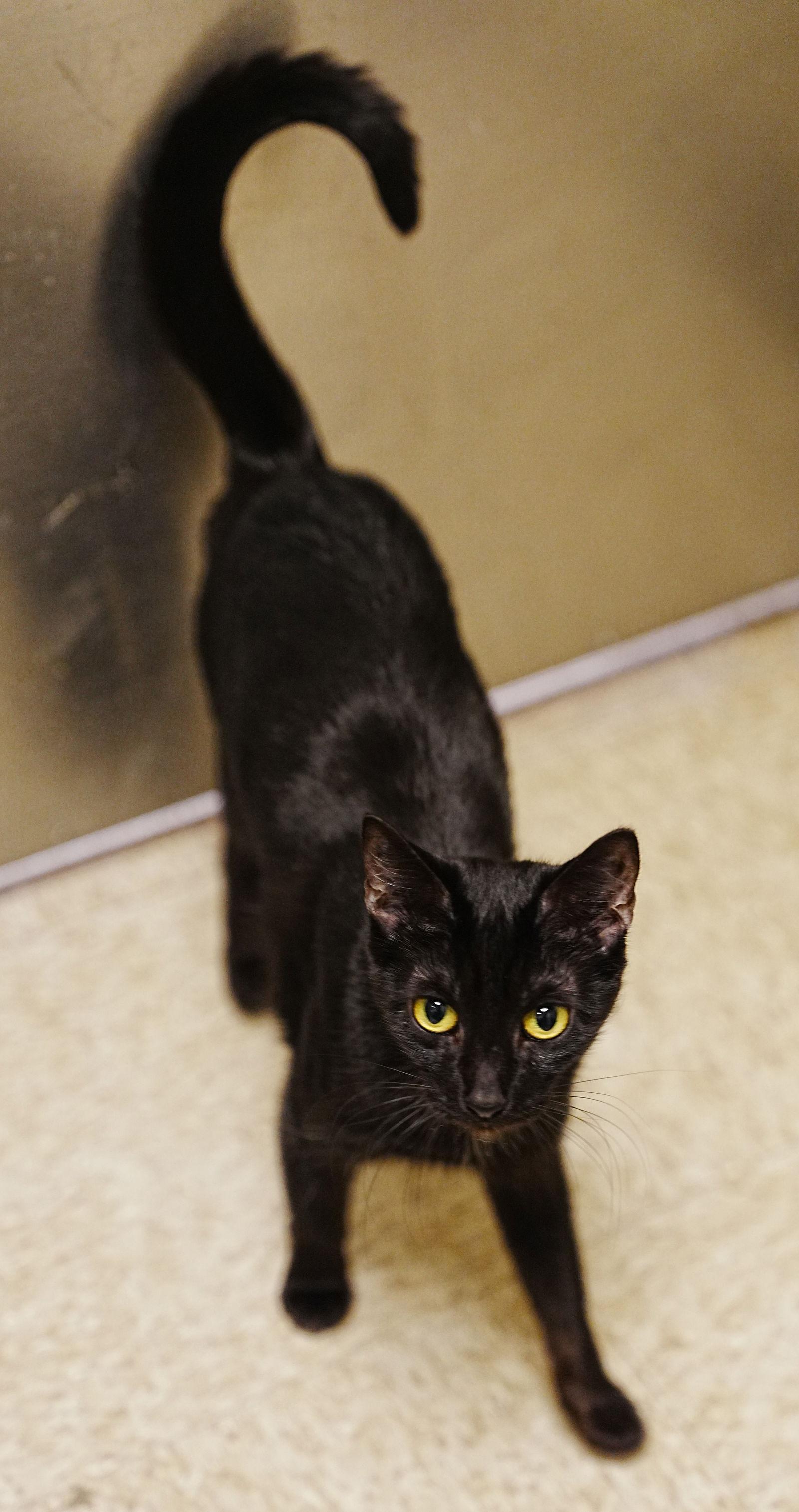 Daphne Doo & Velma Doo *BONDED*, a Adopted Domestic Short Hair in Herndon, VA image 1/3
