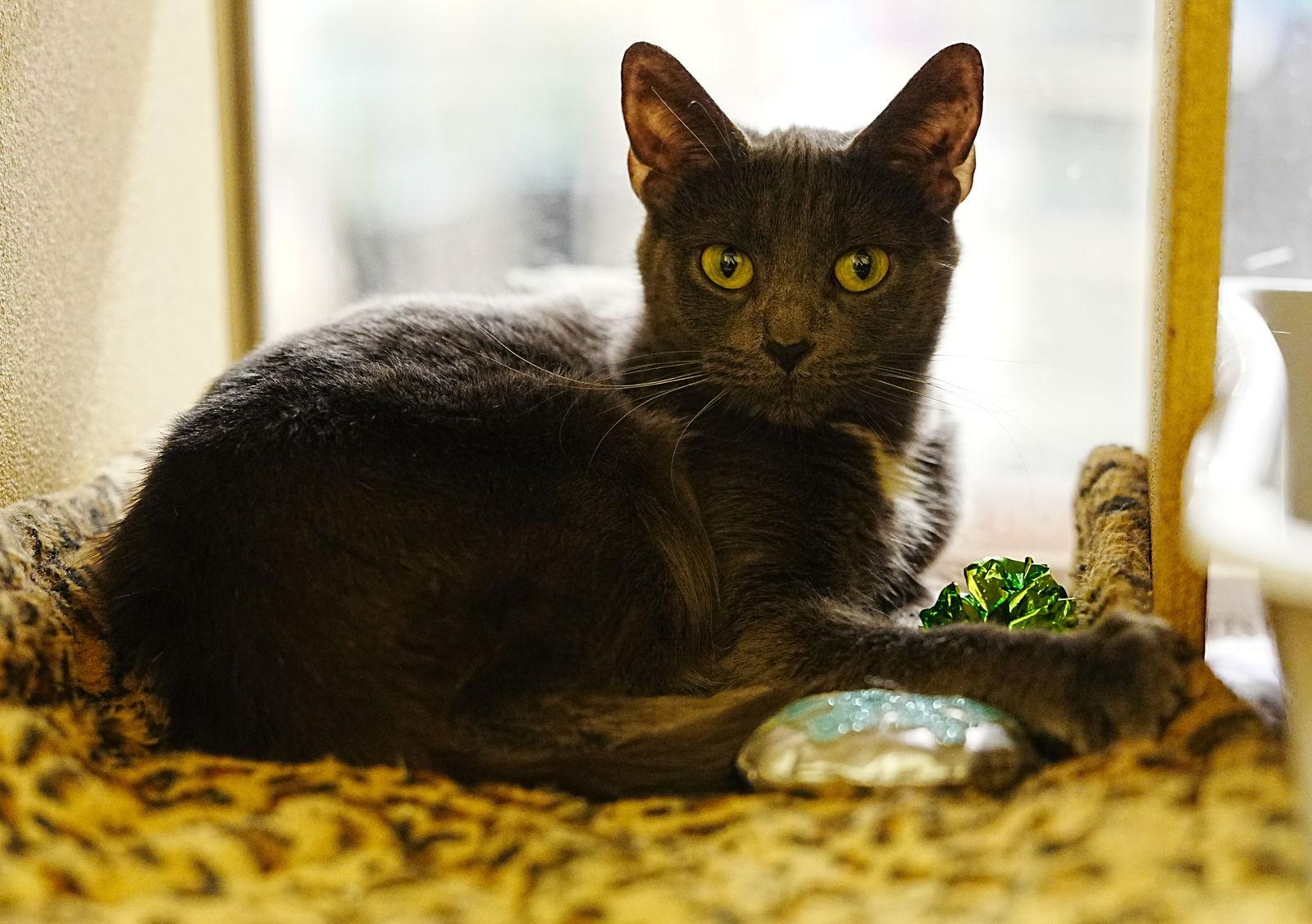 Daphne Doo & Velma Doo *BONDED*, a Adopted Domestic Short Hair in Herndon, VA image 2/3