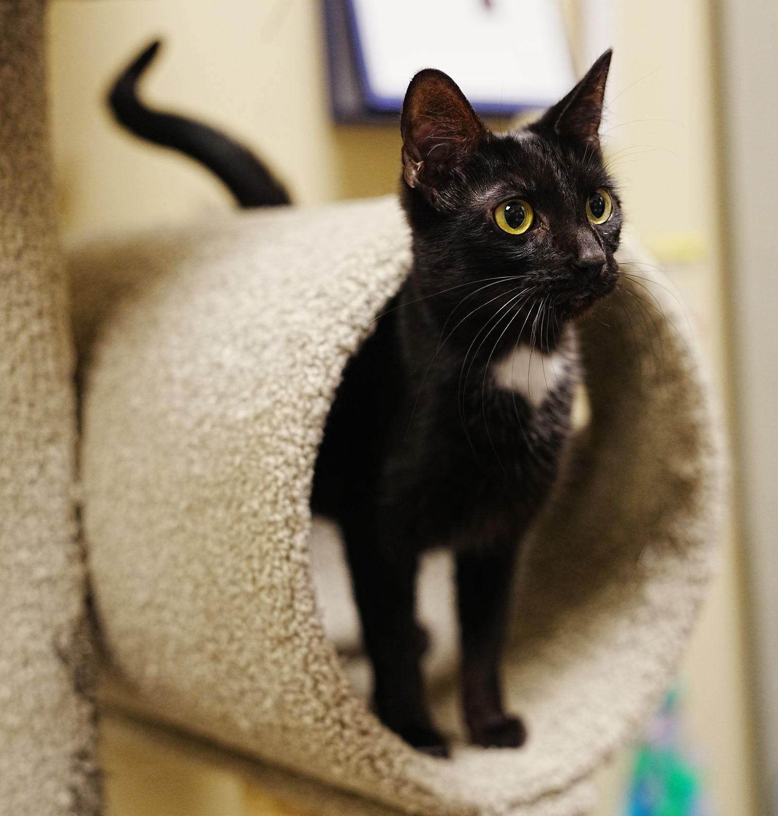 Daphne Doo & Velma Doo *BONDED*, a Adopted Domestic Short Hair in Herndon, VA image 3/3