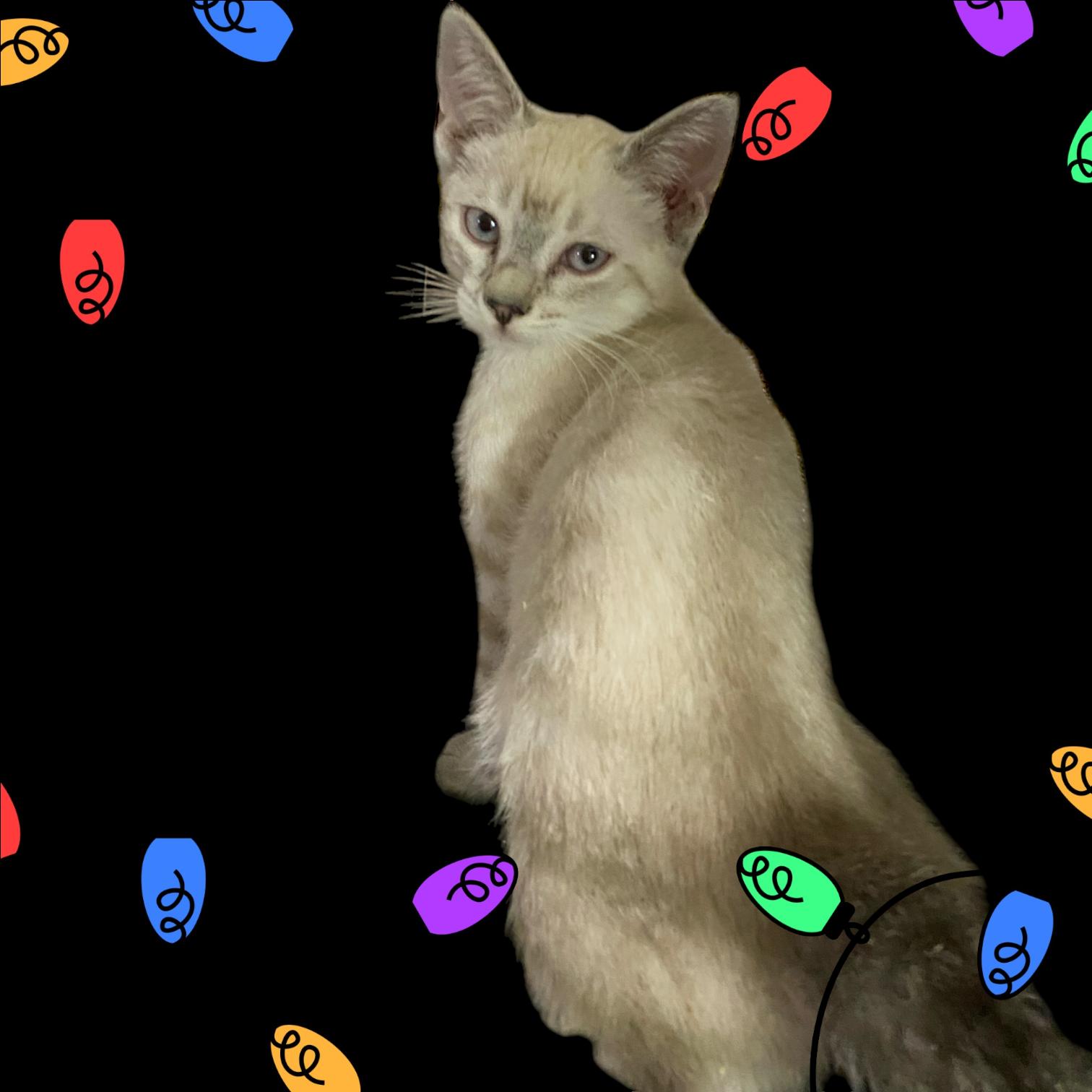 Enlarge Jessica, a Adopted Siamese in El Cajon, CA image 2/2