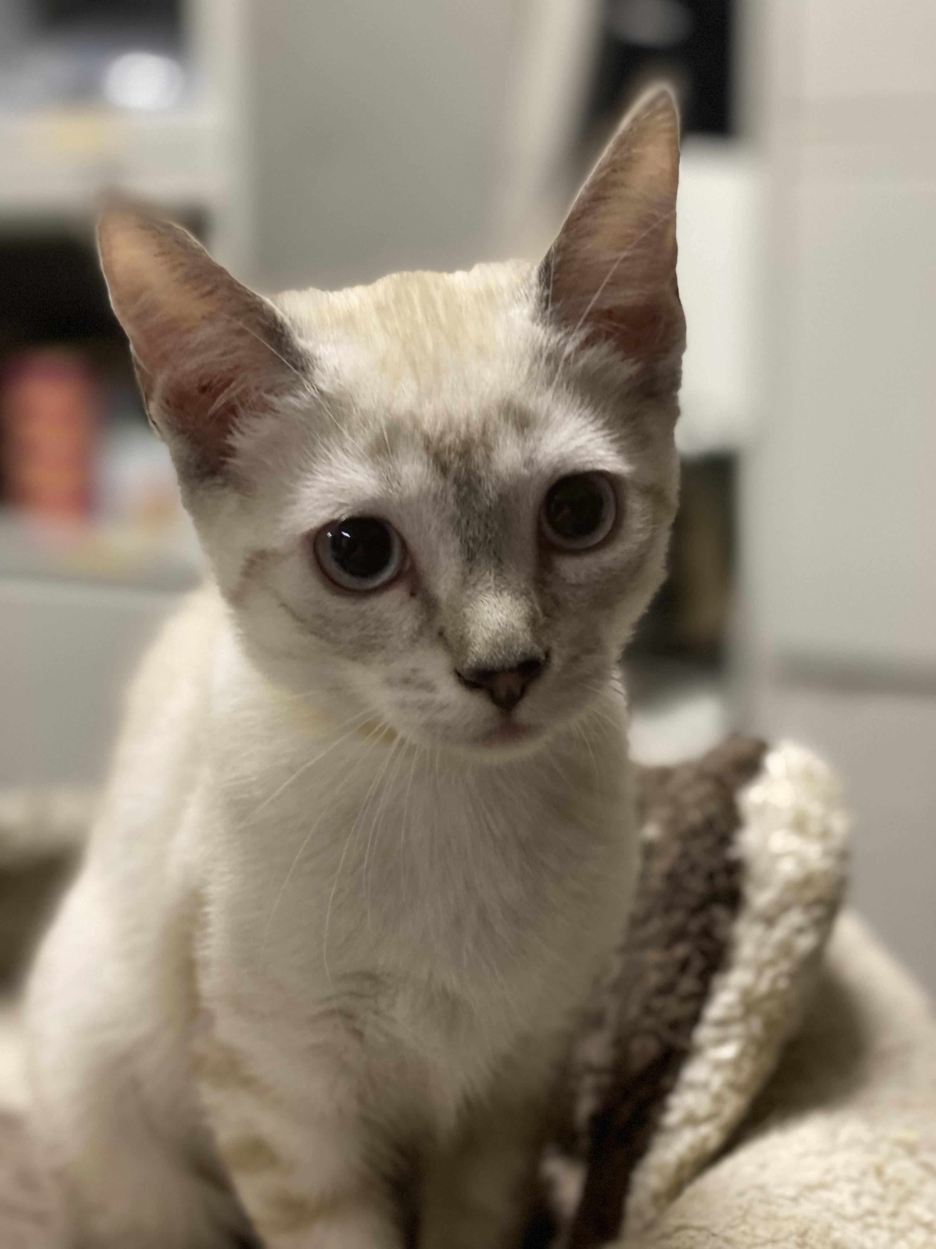 Jessica, Adopted, Kitten Female Siamese.