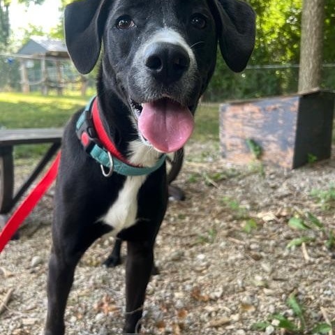 Ronan, Adoptable, Young Male Black Labrador Retriever.