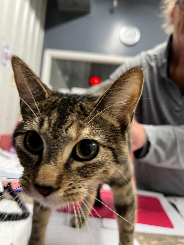 Malina, Adoptable, Young Female Domestic Short Hair.