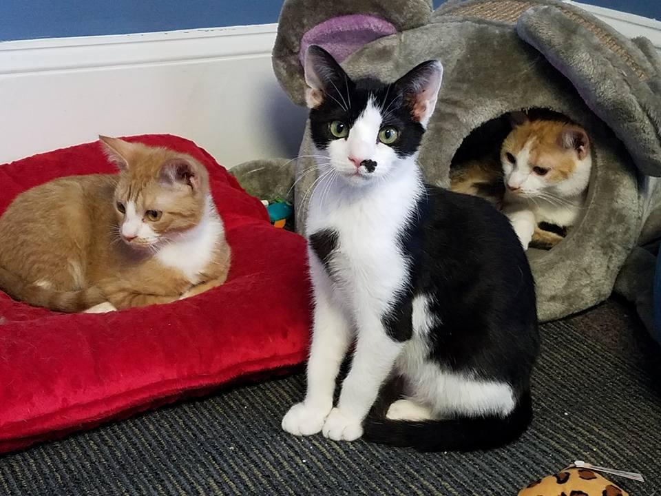 Pete, a Adoptable Domestic Short Hair in Allentown, PA image 1/6