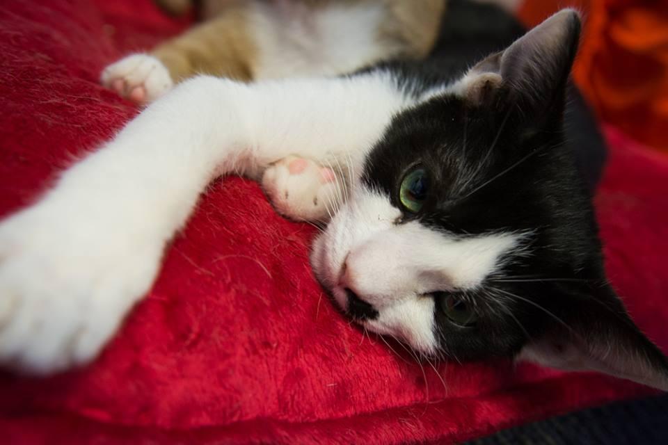 Pete, a Adoptable Domestic Short Hair in Allentown, PA image 2/6