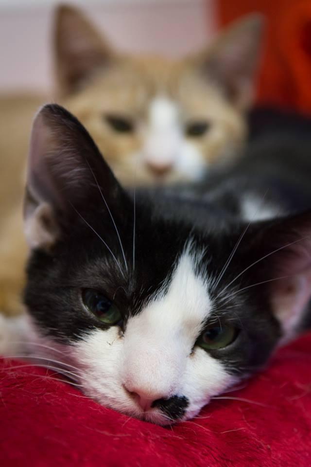 Pete, Adoptable, Adult Male Domestic Short Hair.