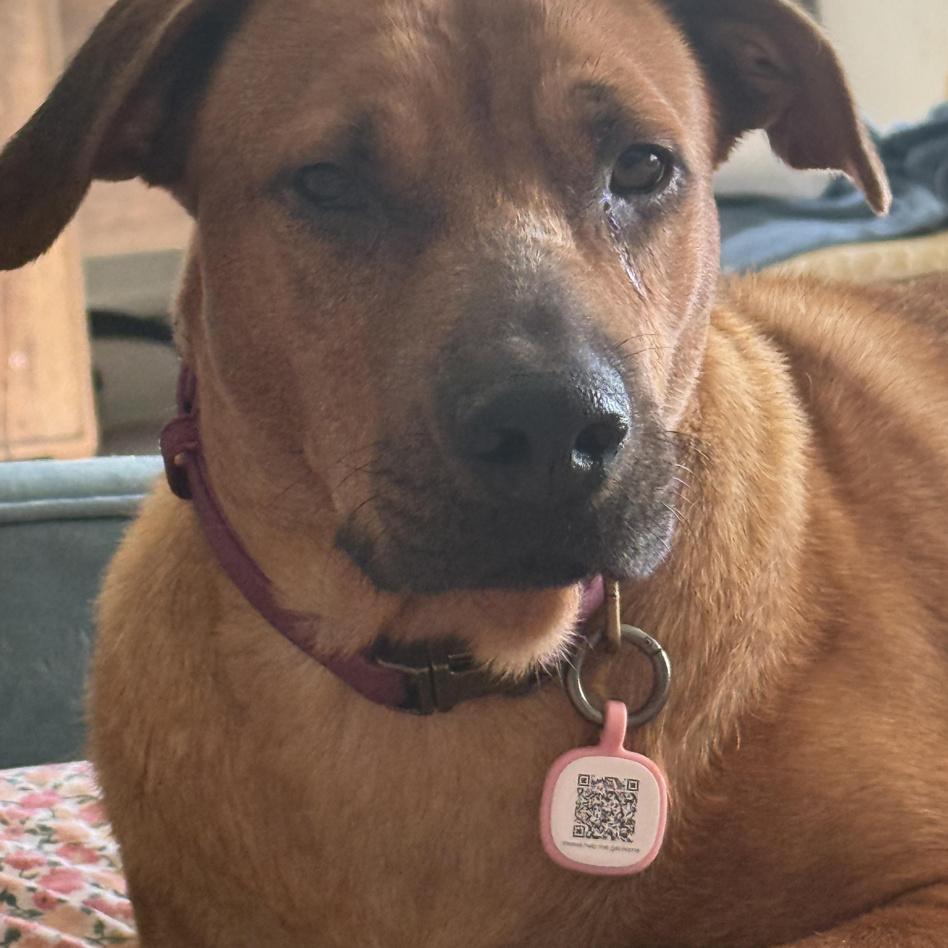 Enlarge Journey, a ADOPTABLE mixed breed in Palmdale, CA image 6/6