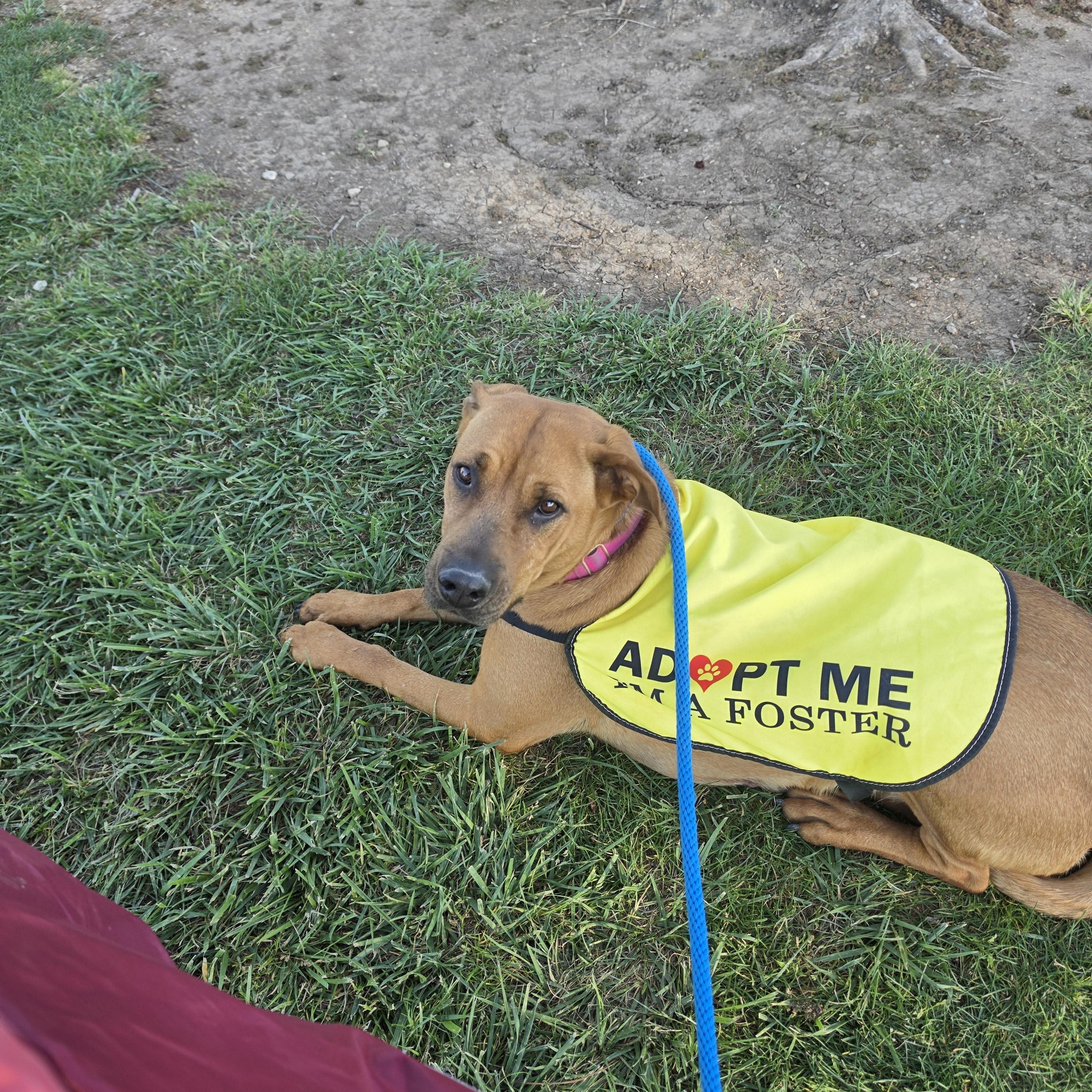 Enlarge Journey, a ADOPTABLE mixed breed in Palmdale, CA image 3/6