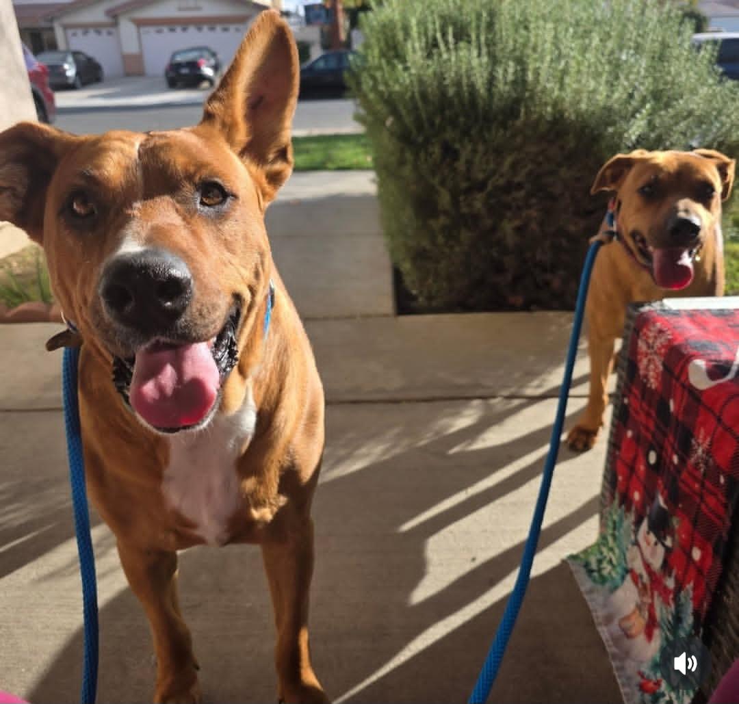 Enlarge Journey, a ADOPTABLE mixed breed in Palmdale, CA image 5/6