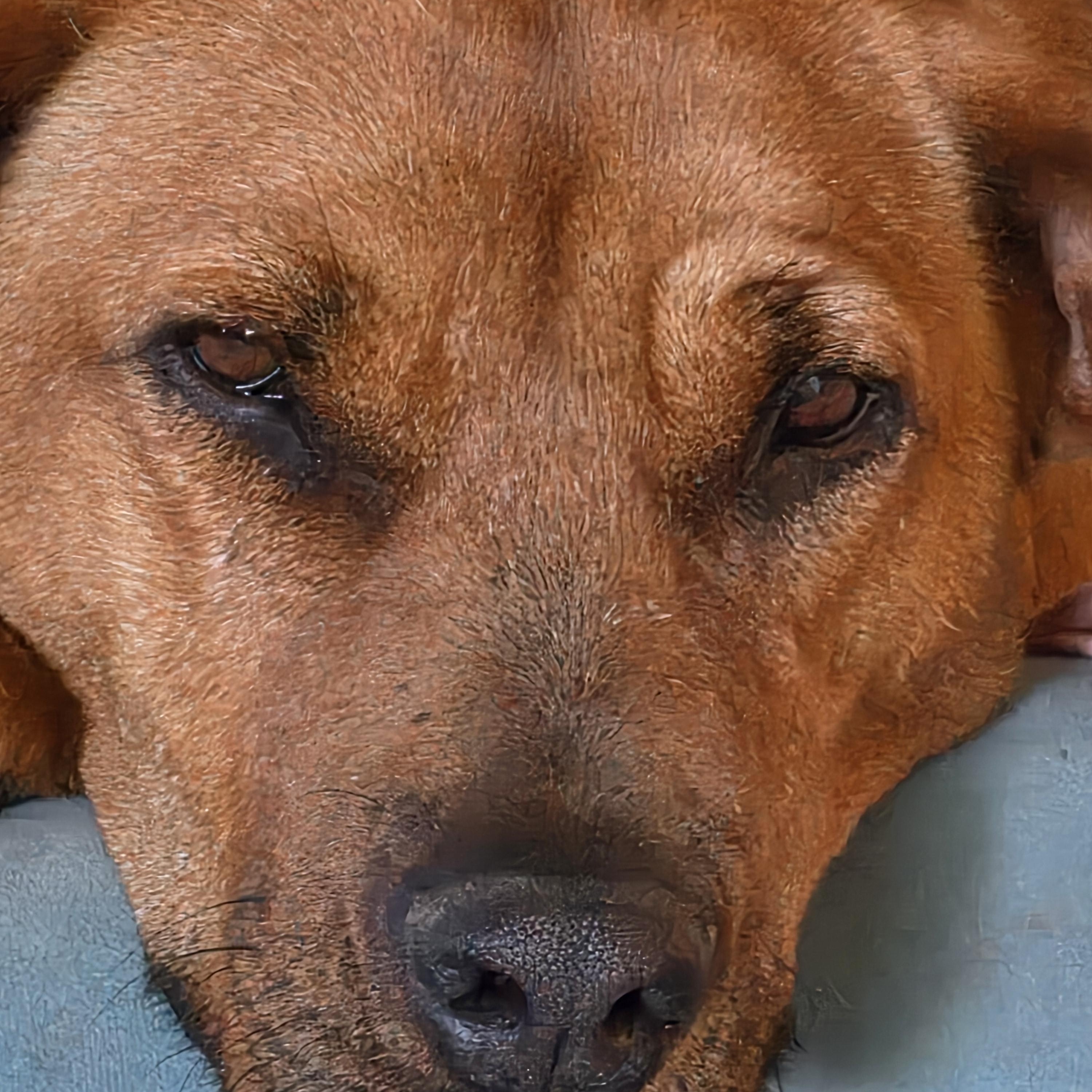 Enlarge Journey, a ADOPTABLE mixed breed in Palmdale, CA image 2/6