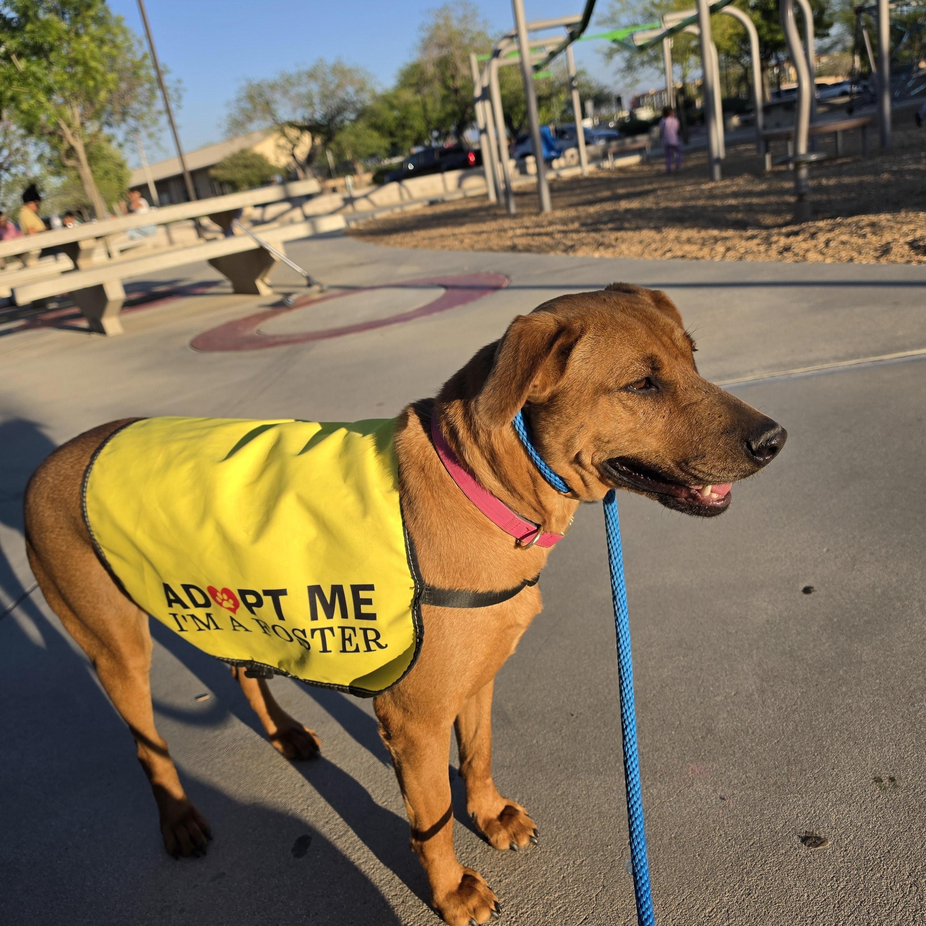 Enlarge Journey, a ADOPTABLE mixed breed in Palmdale, CA image 4/6