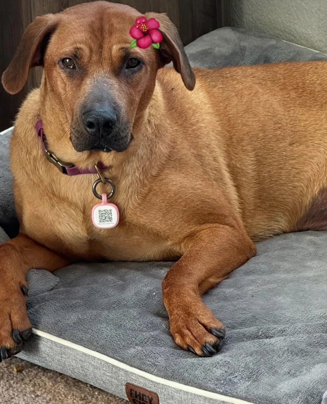 Journey, ADOPTABLE, Adult Female German Shepherd Dog.