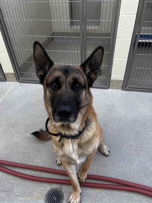 Major, Adopted, Adult Male German Shepherd Dog.