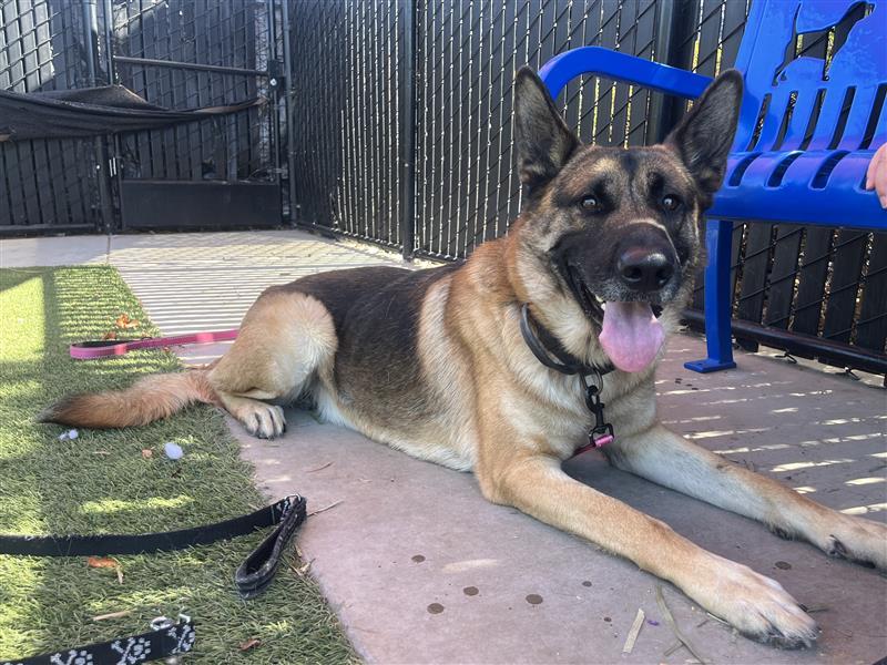 Enlarge Major, a Adopted German Shepherd Dog in Elk Grove, CA image 2/2