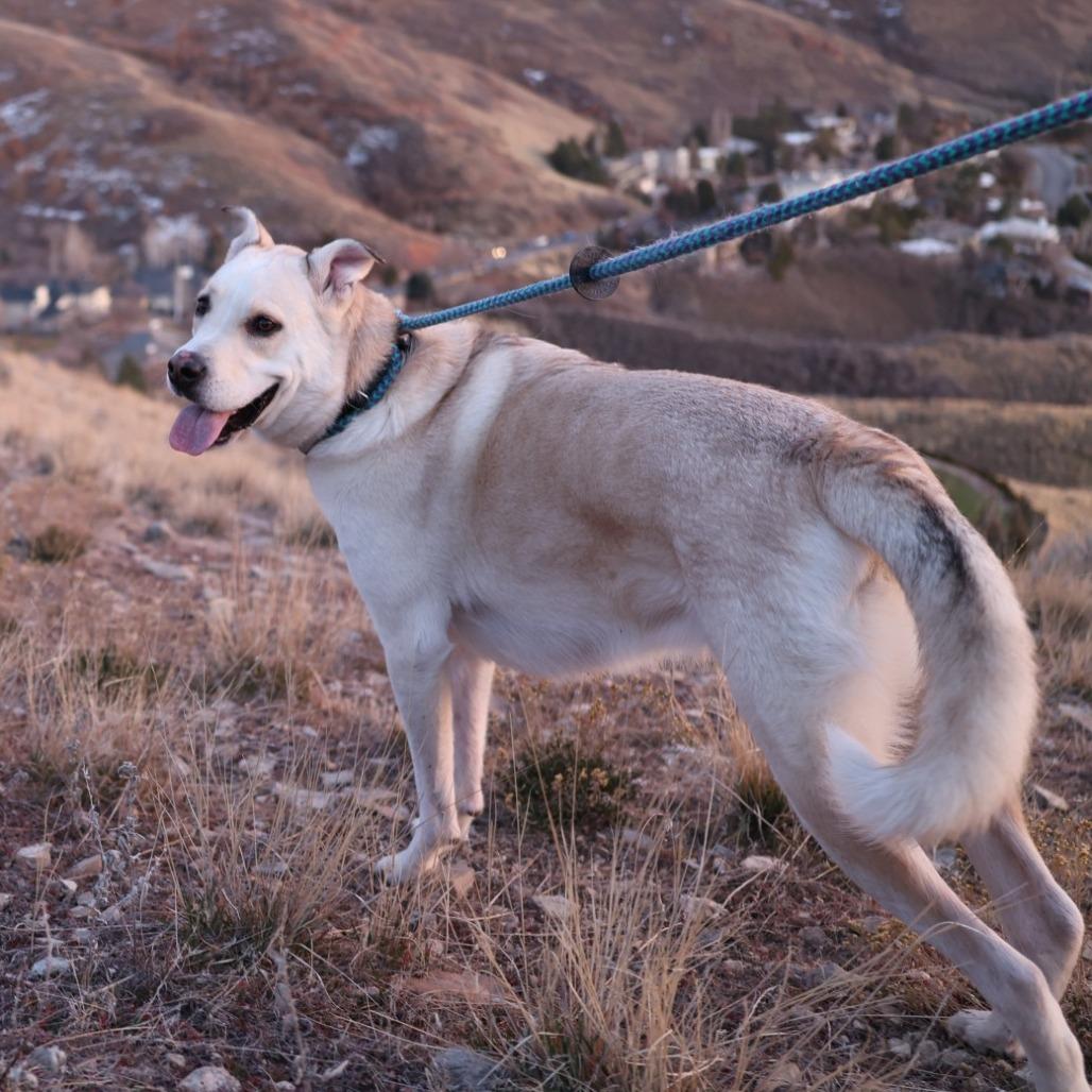Enlarge Smoochie, a Adoptable mixed breed in Salt Lake City, UT image 1/6