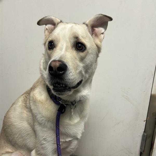 Enlarge Smoochie, a Adoptable mixed breed in Salt Lake City, UT image 2/6