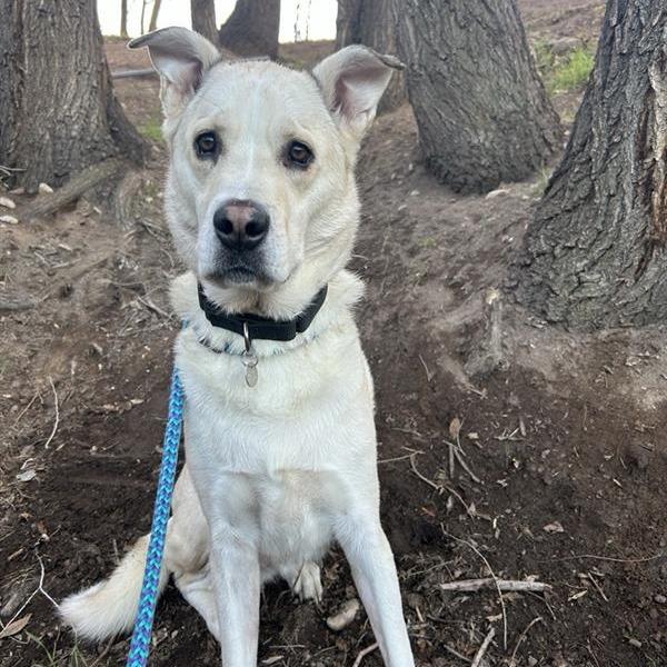 Enlarge Smoochie, a Adoptable mixed breed in Salt Lake City, UT image 3/6