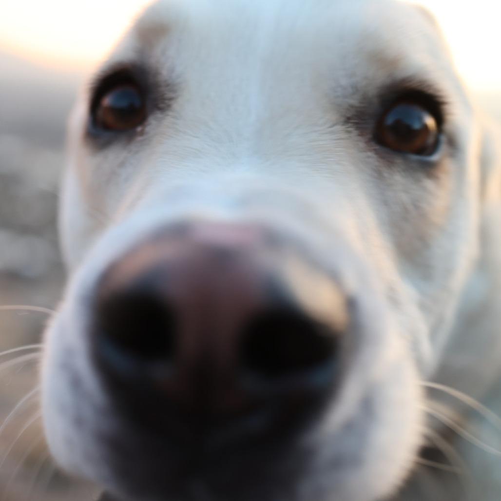 Enlarge Smoochie, a Adoptable mixed breed in Salt Lake City, UT image 4/6