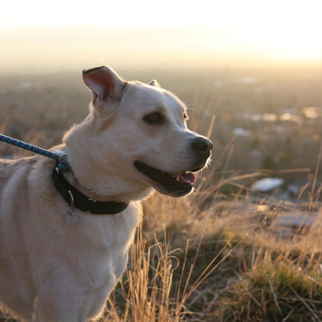 Enlarge Smoochie, a Adoptable mixed breed in Salt Lake City, UT image 5/6