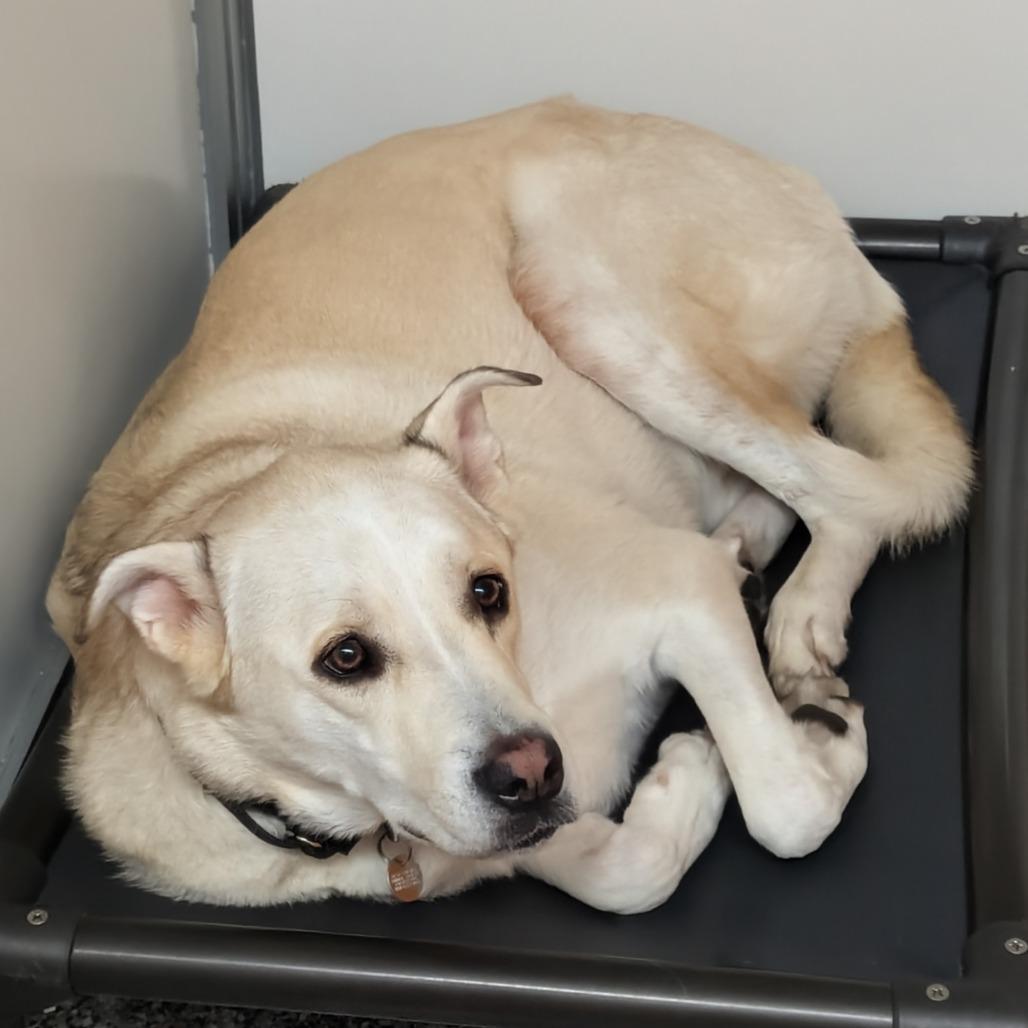 Enlarge Smoochie, a Adoptable mixed breed in Salt Lake City, UT image 6/6