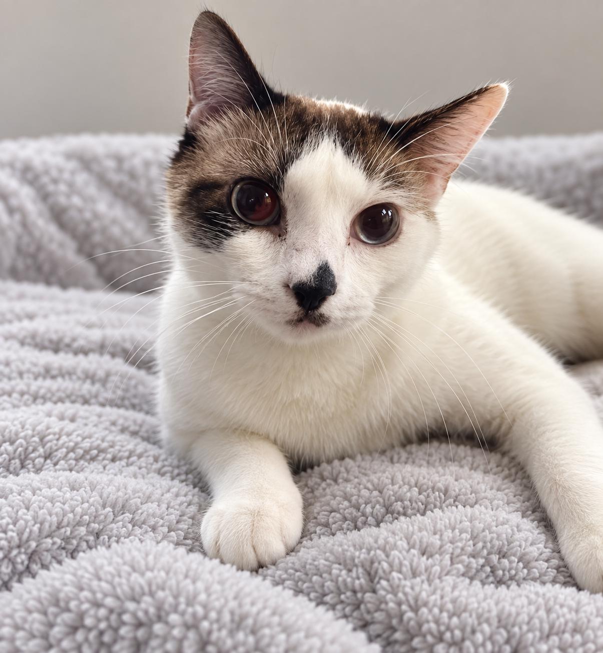Mayhem, Adopted, Adult Male Domestic Short Hair.