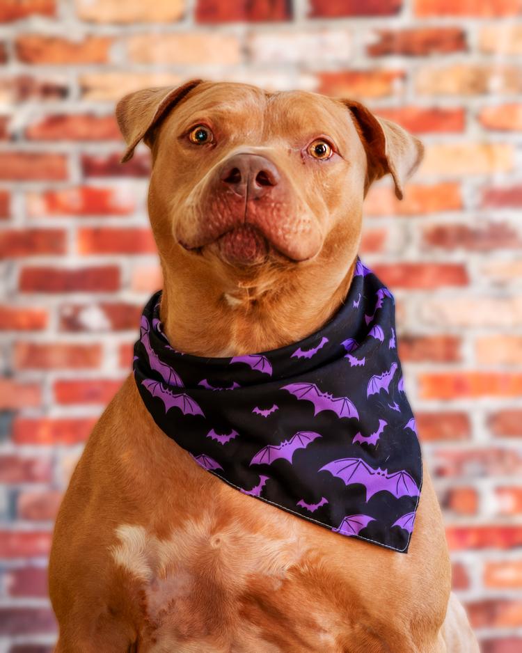 Arthur, Adoptable, Adult Male Pit Bull Terrier.
