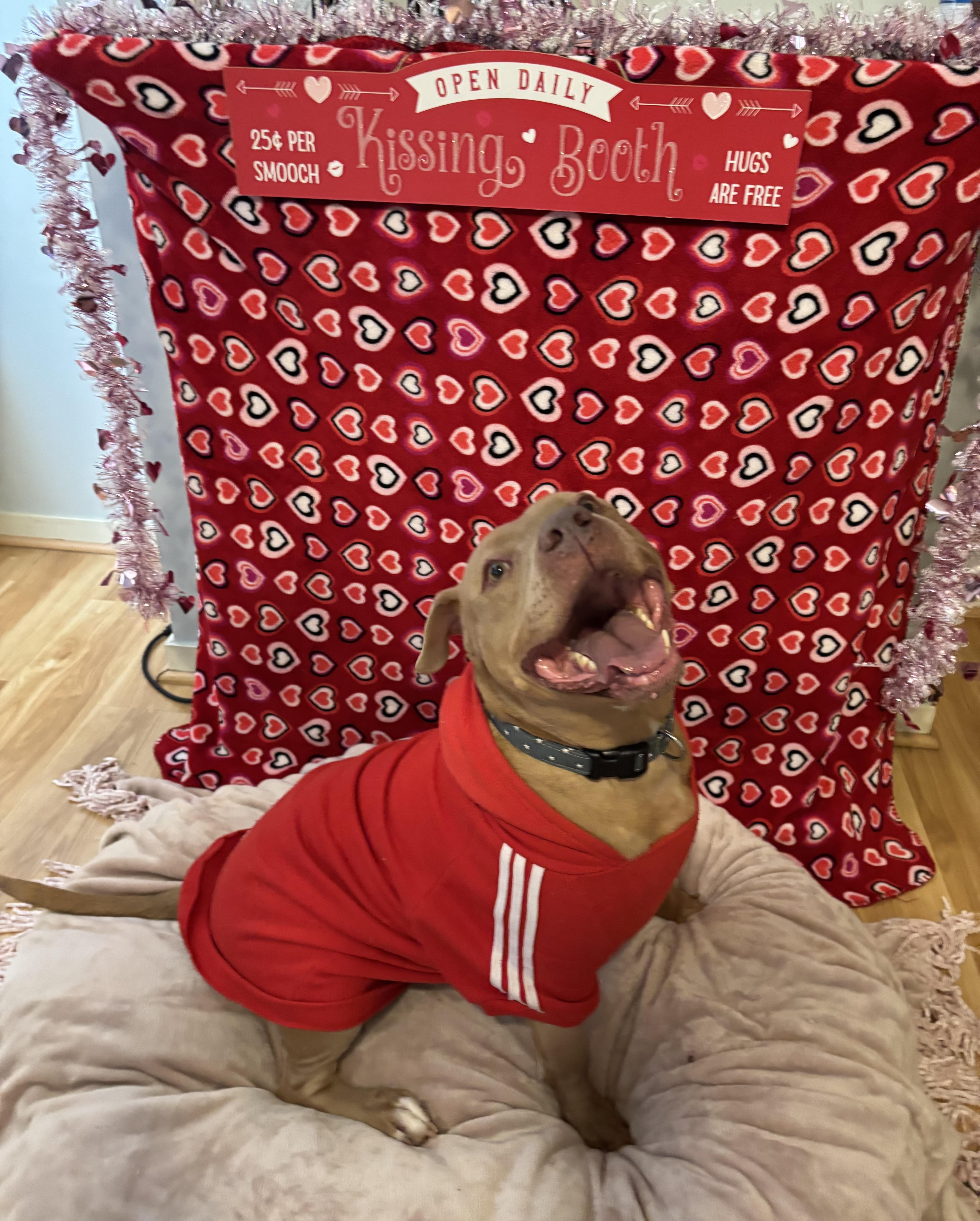 Arthur, Adoptable, Adult Male Pit Bull Terrier.