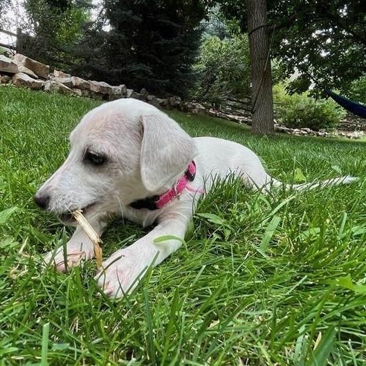 Enlarge Eggplant, a Adoptable mixed breed in Denver, CO image 1/1