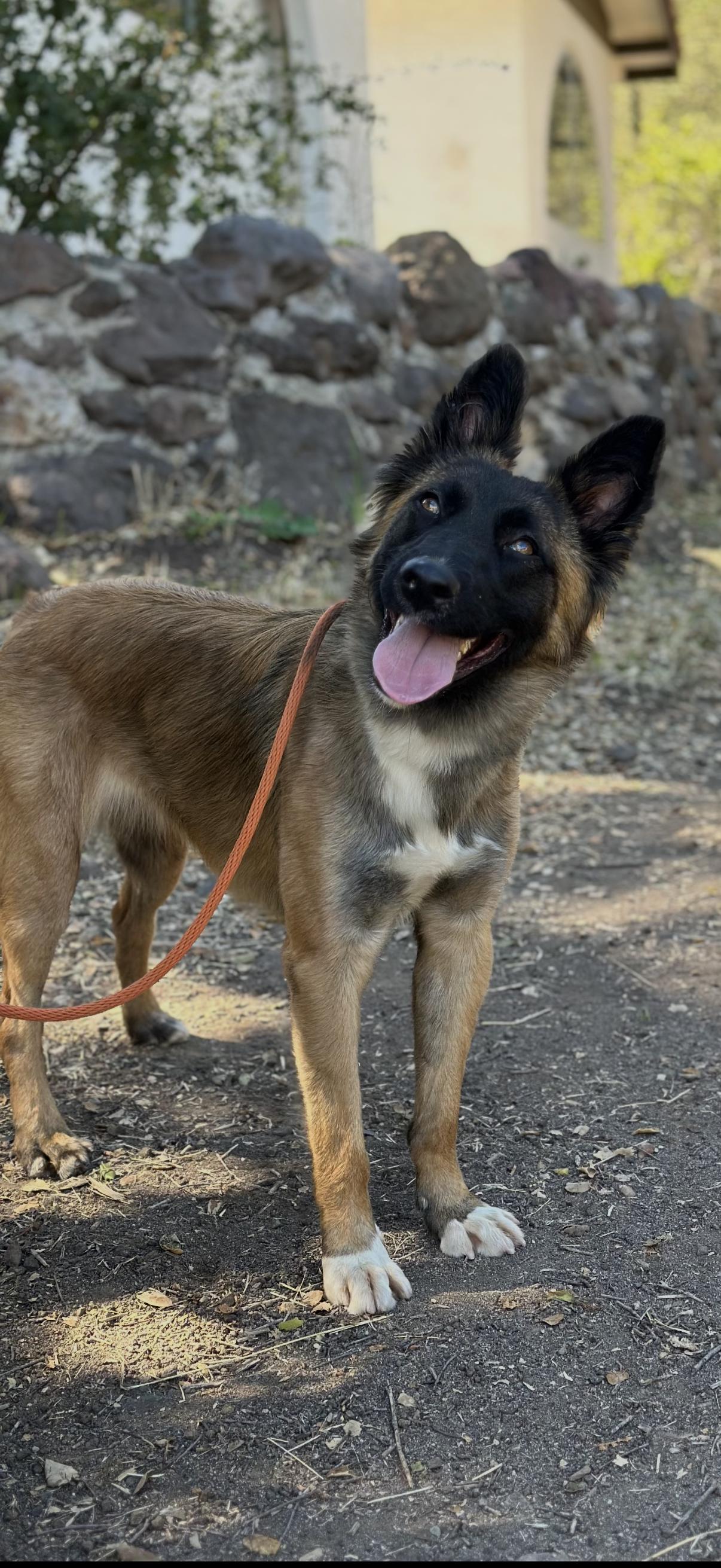 Enlarge Kenya, a Adoptable mixed breed in San Diego, CA image 1/3