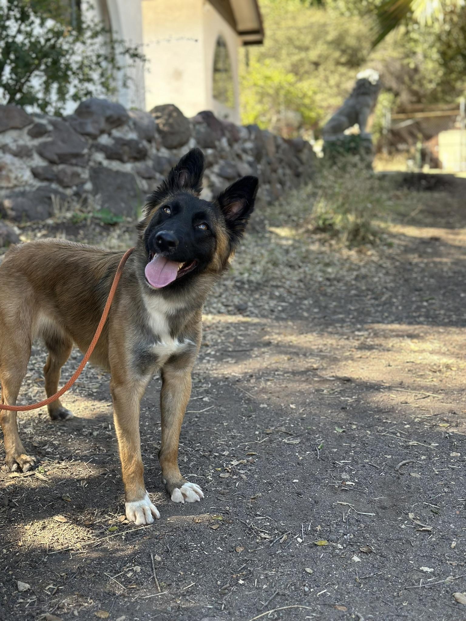 Enlarge Kenya, a Adoptable mixed breed in San Diego, CA image 2/3