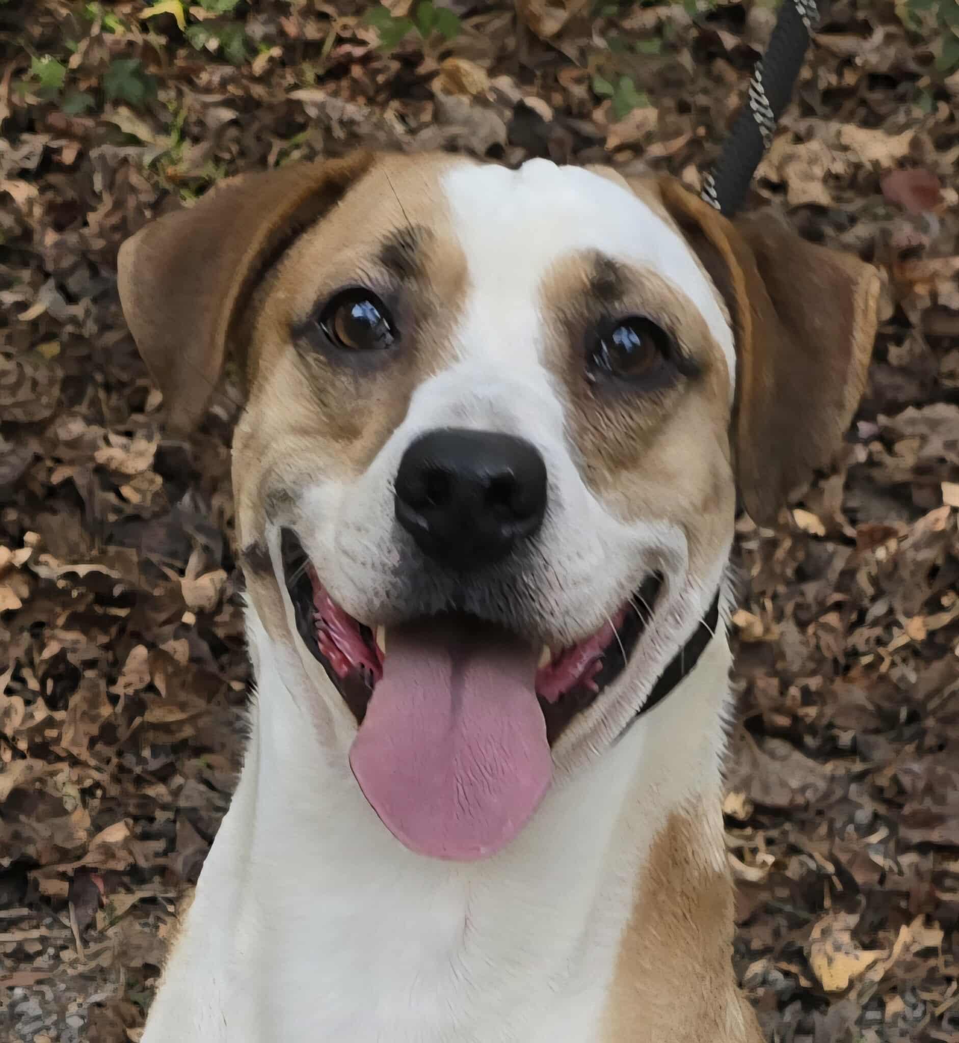 Toby, Adoptable, Young Male Boxer.