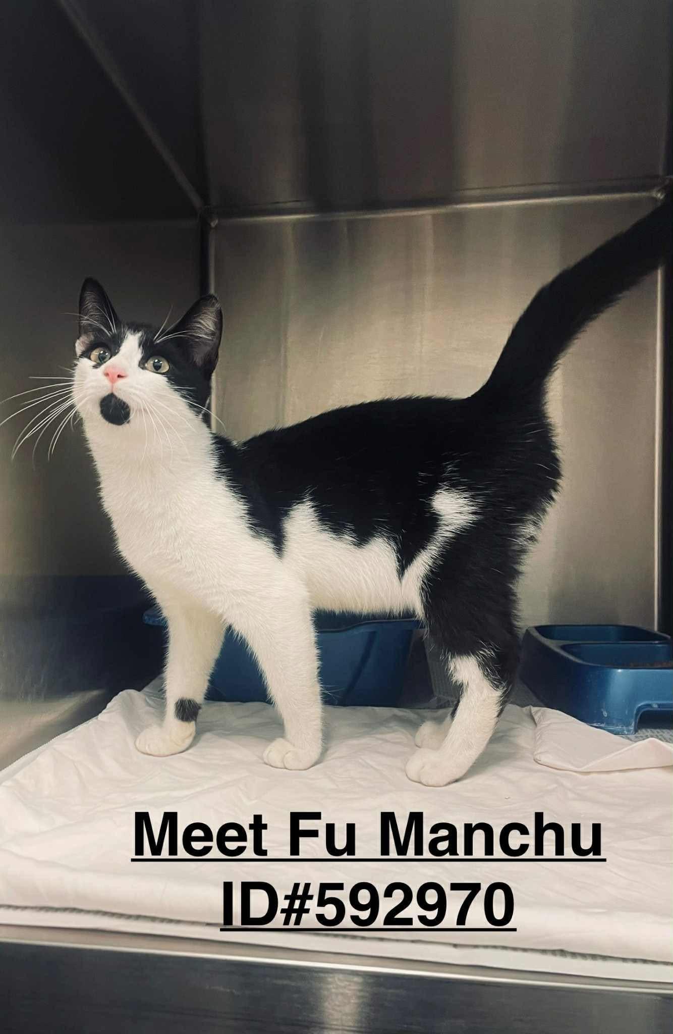 Fu- Manchu, Adoptable, Young Female Domestic Short Hair.