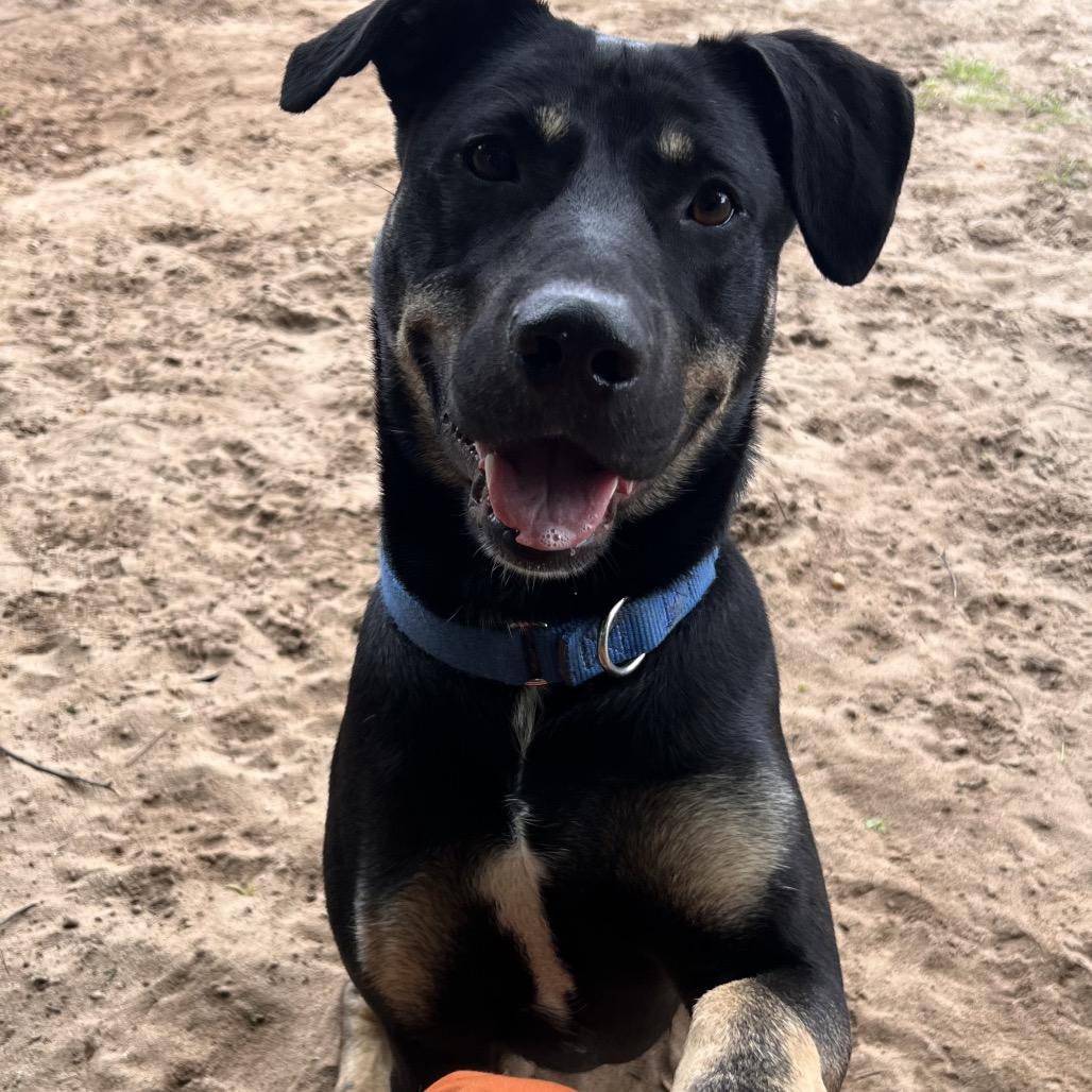 Cassian, Adoptable, Young Male Mixed Breed.