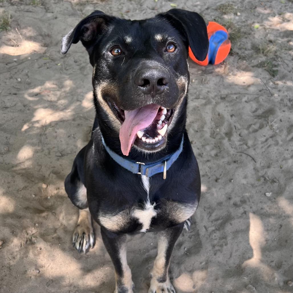 Enlarge Cassian, a Adoptable Mixed Breed in Pensacola, FL image 3/5