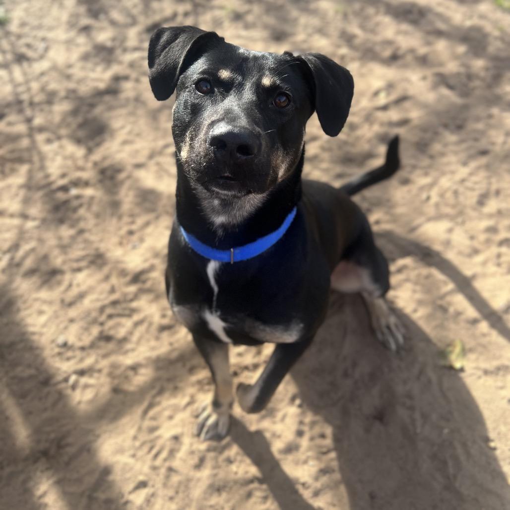 Enlarge Cassian, a Adoptable Mixed Breed in Pensacola, FL image 4/5