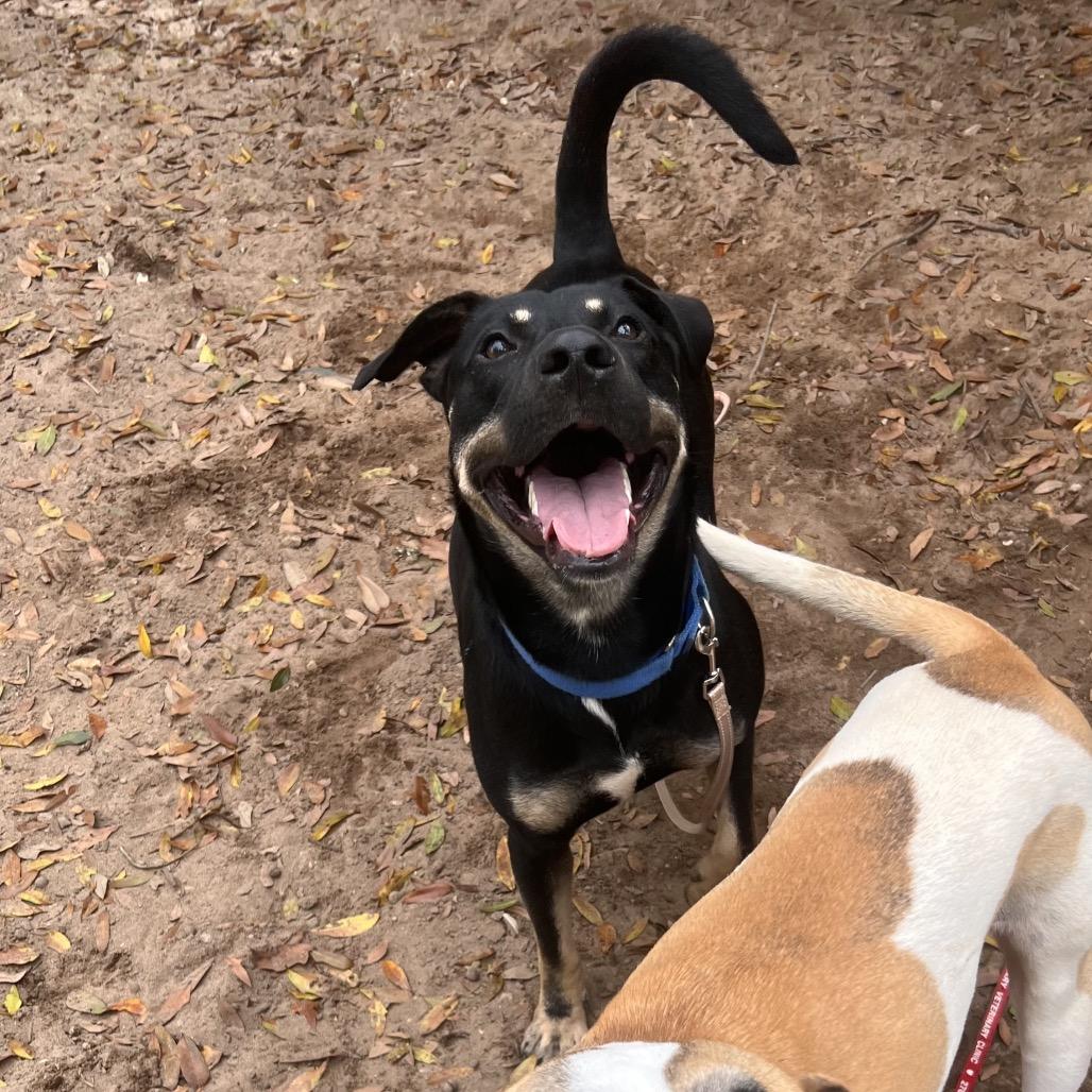 Enlarge Cassian, a Adoptable Mixed Breed in Pensacola, FL image 5/5
