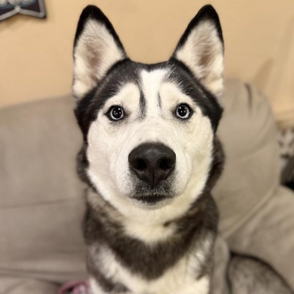 Skyler, ADOPTABLE, Adult Female Husky.