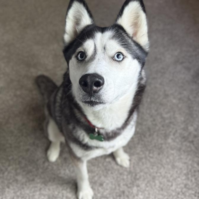 Skyler, ADOPTABLE, Adult Female Husky.