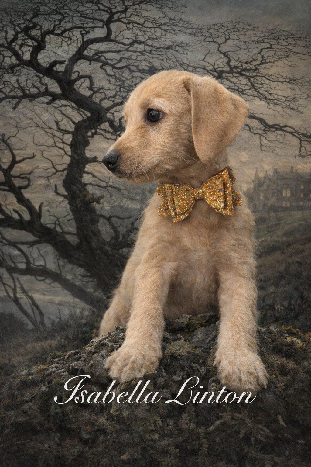 Isabella Linton, adopted, Puppy Female Goldendoodle & Chihuahua.