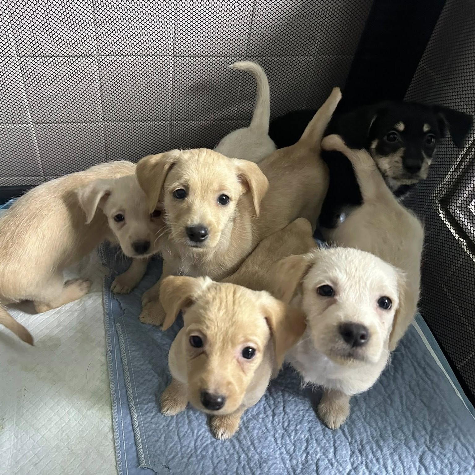 Enlarge Isabella Linton, an adopted mixed breed in Winchester, KY image 3/3