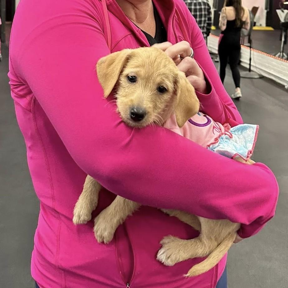 Enlarge Isabella Linton, an adopted mixed breed in Winchester, KY image 2/3