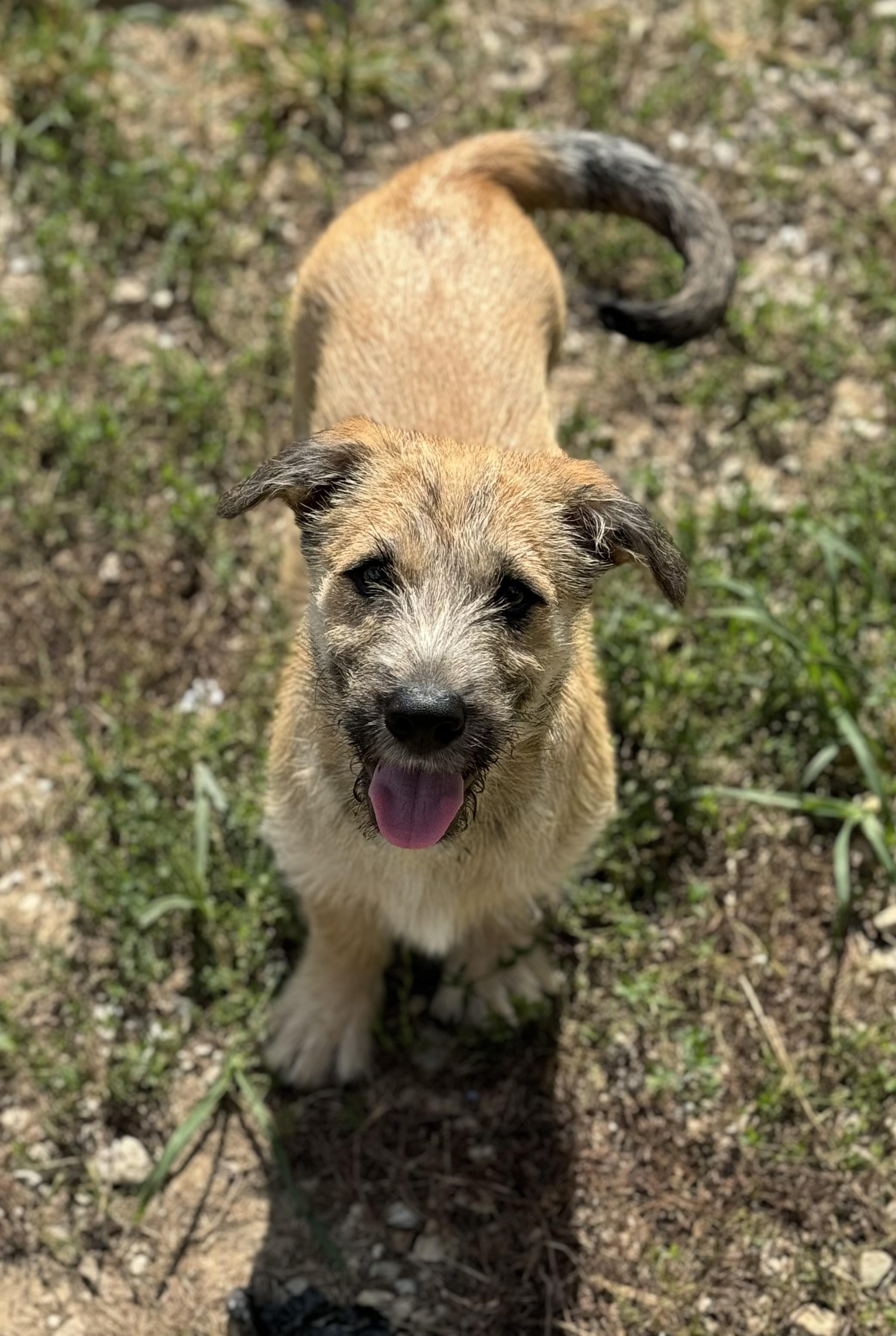Archie