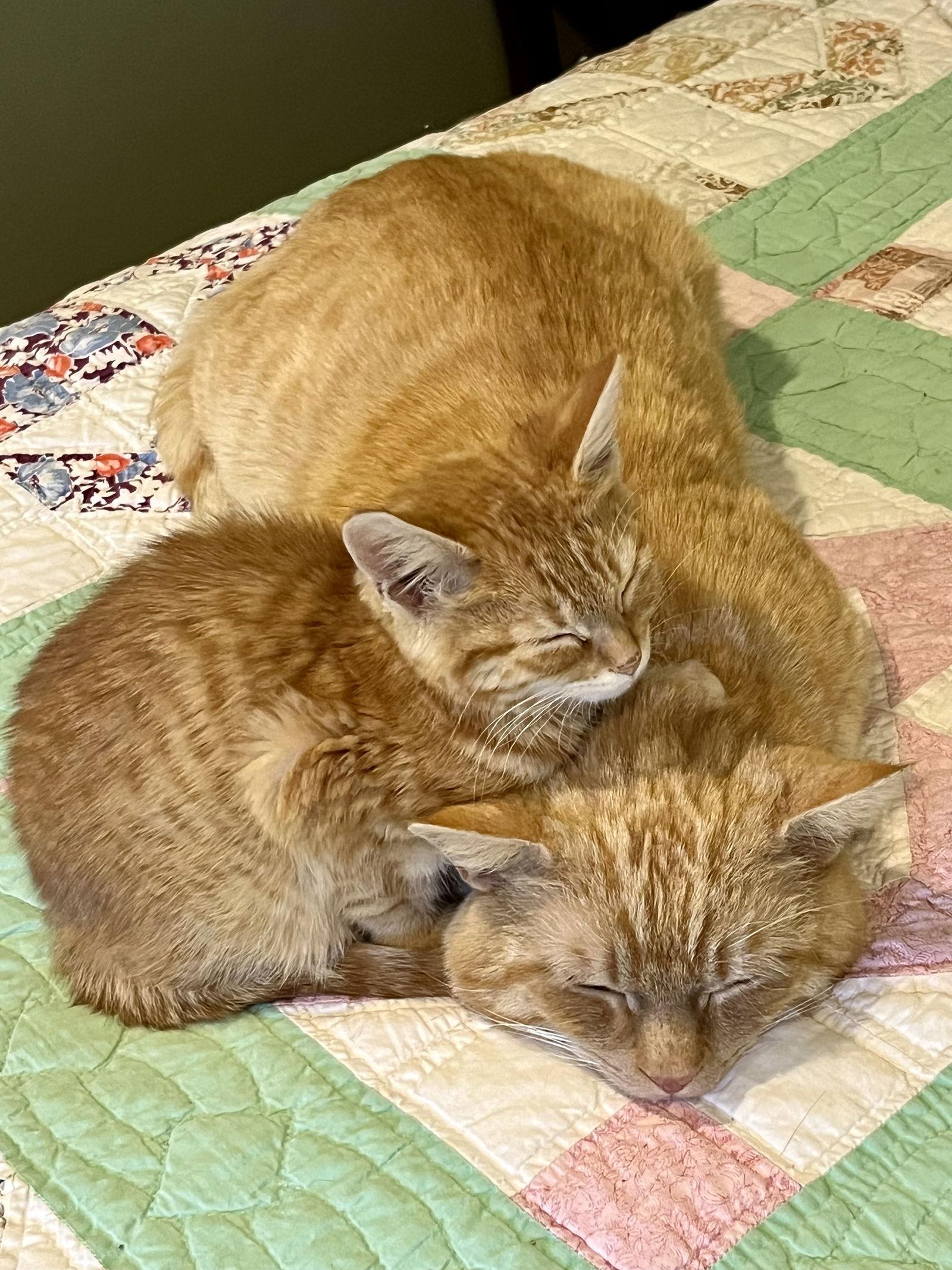 Benito, Adoptable, Young Male Domestic Short Hair.