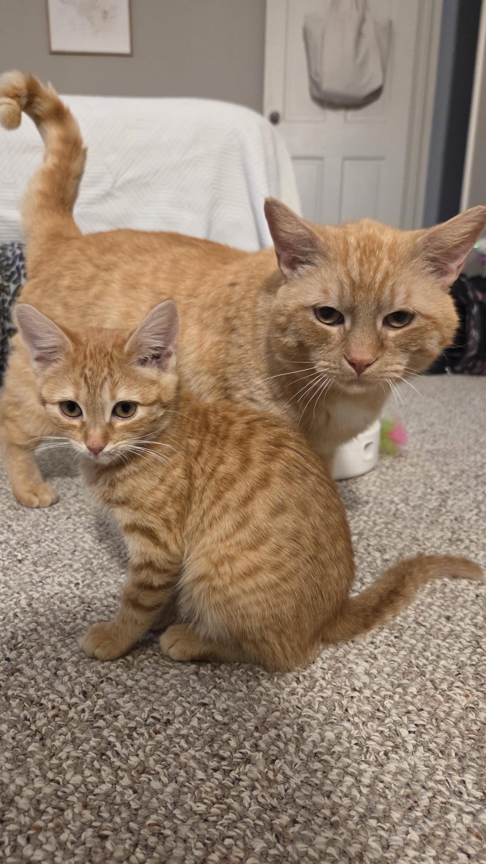 Benito, Adoptable, Young Male Domestic Short Hair.